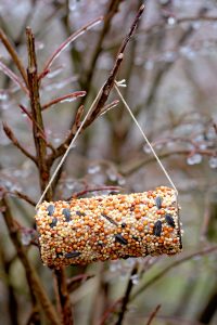 Homemade Bird Feeder